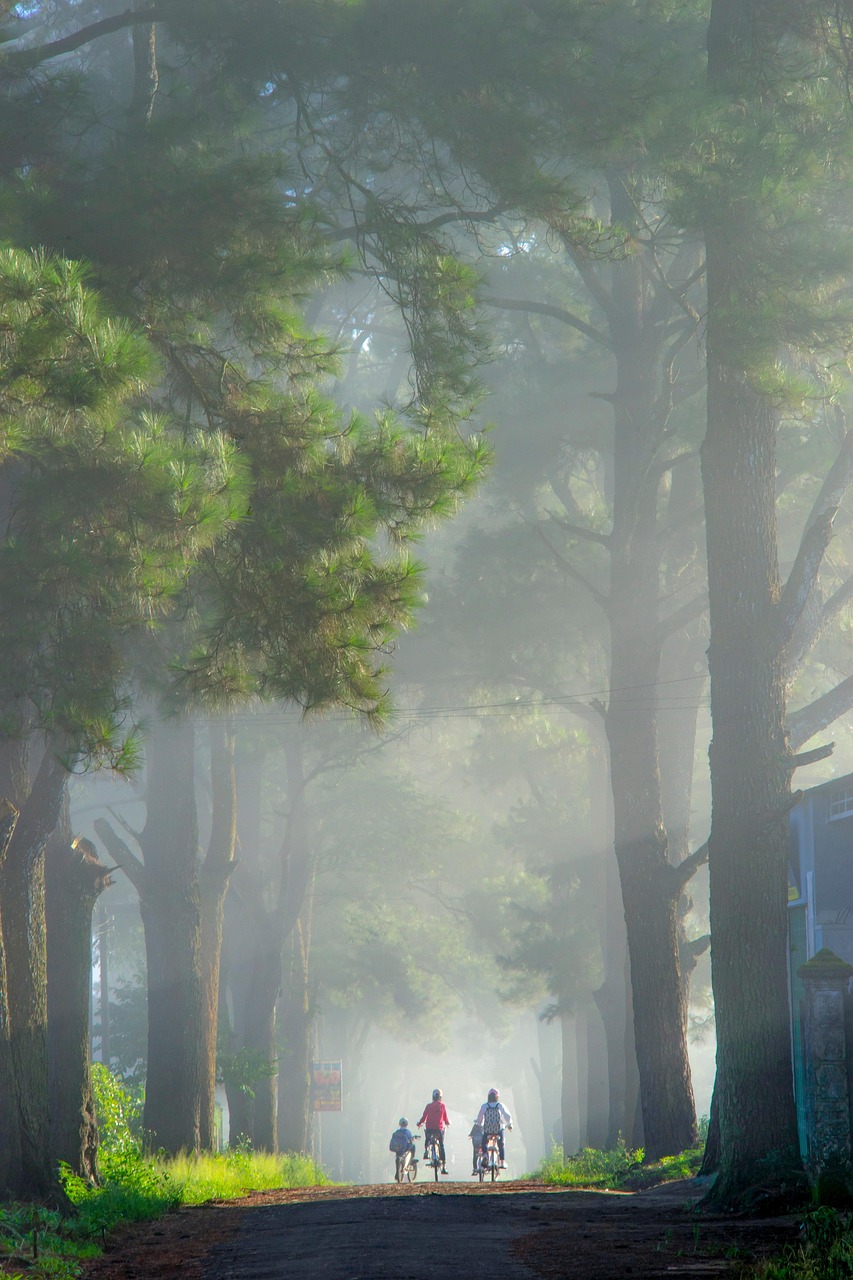 service-02 street, trees, exploration, travel, outdoors, forest, nature, mountain, chill, learn, children, treeline