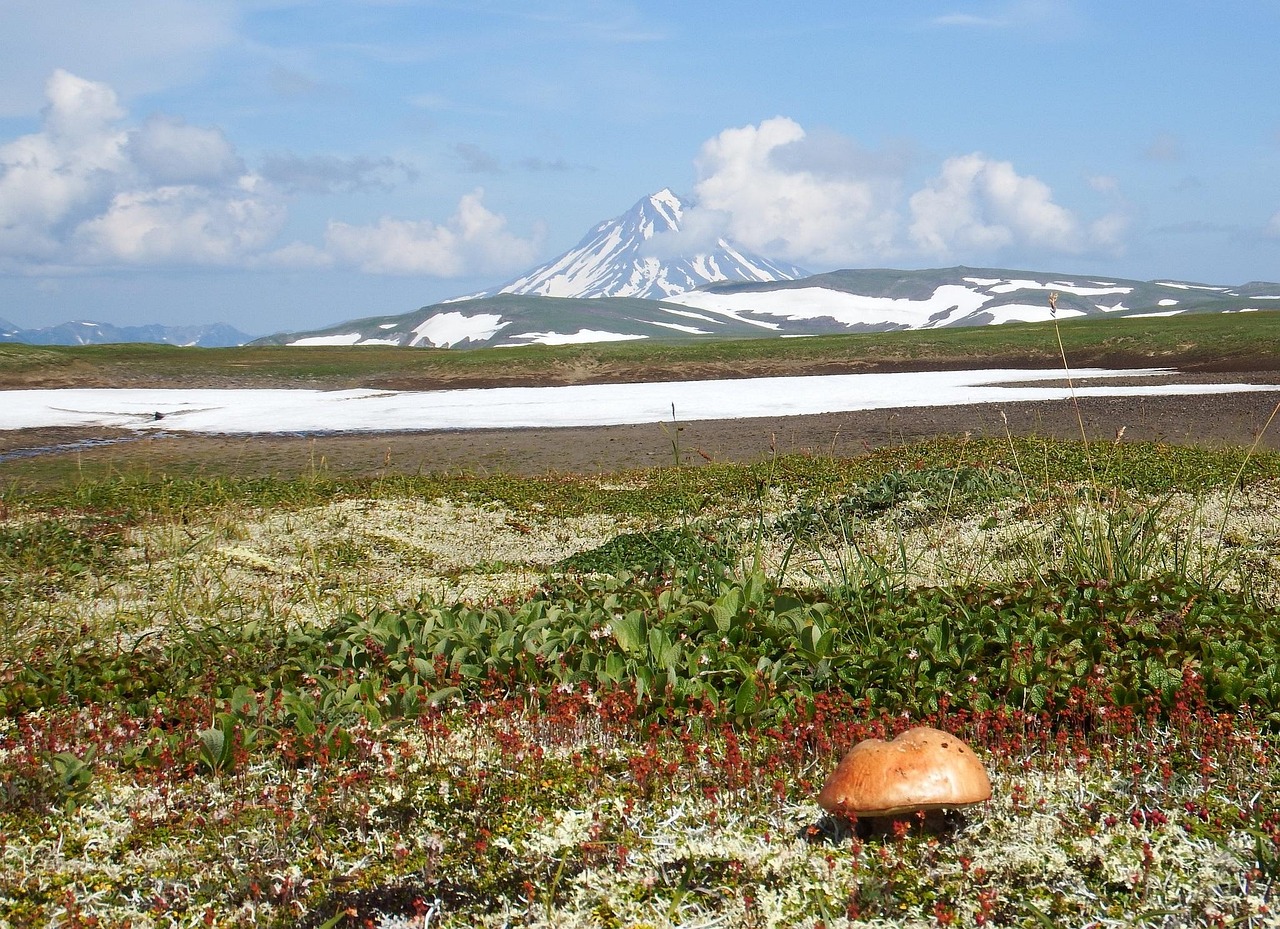who-we-are kamchatka, mountain plateau, mushroom, tundra, volcano, the snow, summer, august, mountains, bush, spaciousness, the roads, height, landscape, nature, travels, river, highlangs, travelling, traveling, tourism, flowers, flower wallpaper, flower background, beautiful flowers, sunset, evening sky, summer day, bushes, off-road